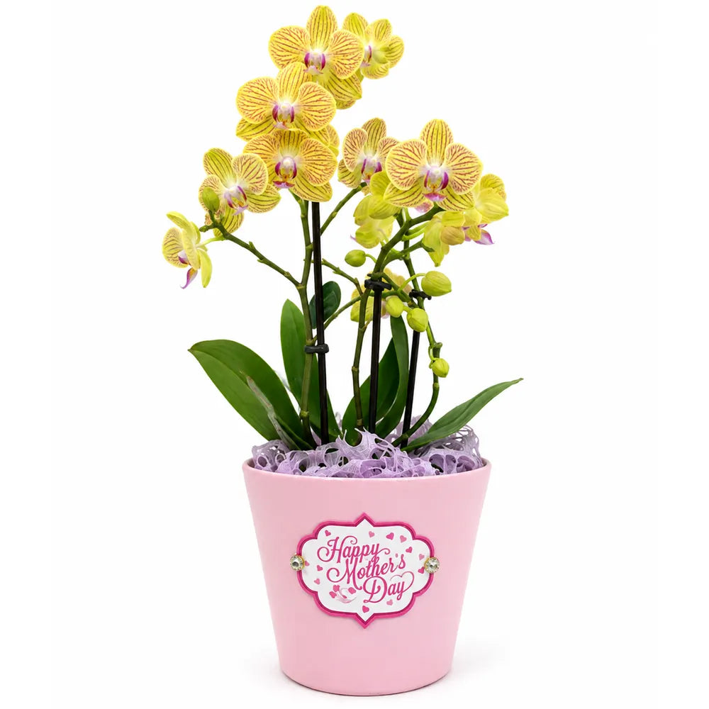 Κεραμικό Κασπώ Ροζ Happy Mother's Day – 21473-8