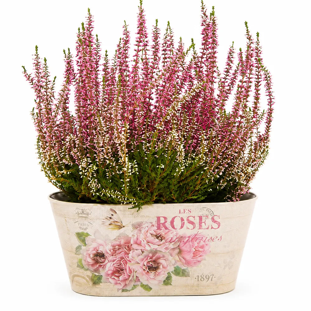 Μεταλλικό Κασπώ Οβάλ Floral Roses – 22044