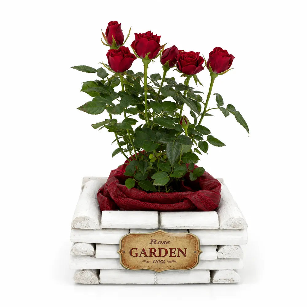 Ξύλινο Κασπώ Λευκό Rose Garden – 22621-1