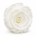 Forever Flowers Τριαντάφυλλα Λευκά σε Κουτί – 23003