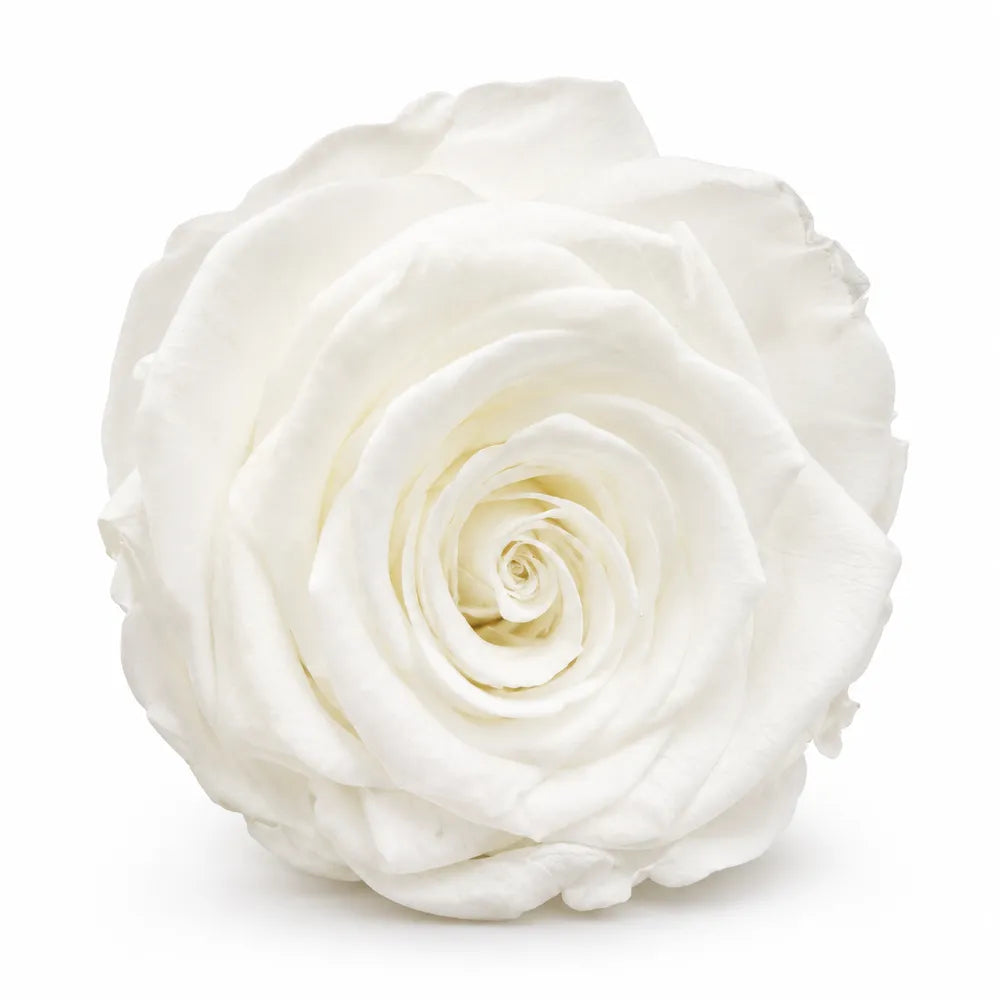 Forever Flowers Τριαντάφυλλα Λευκά σε Κουτί – 23003