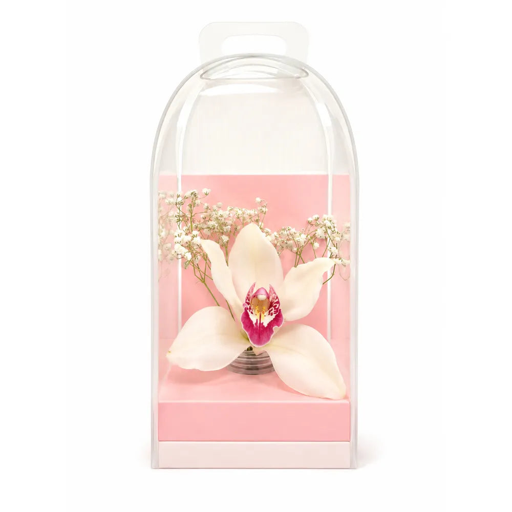 Διάφανο Κουτί για Ορχιδέα Cymbidium με Ροζ Βάση – 26495